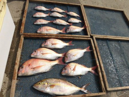 大進丸（愛知） 釣果