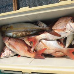 大進丸（愛知） 釣果