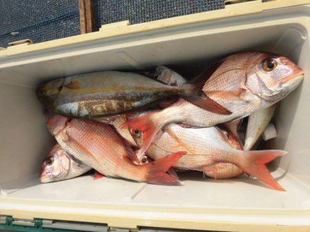 大進丸（愛知） 釣果
