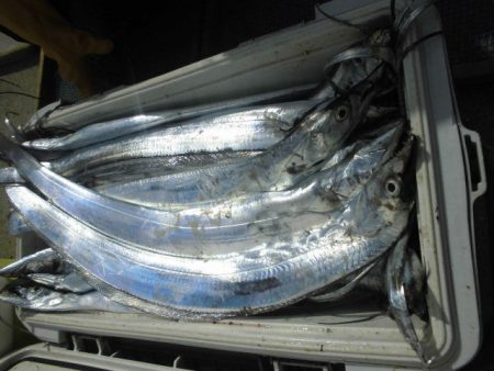 大進丸（愛知） 釣果