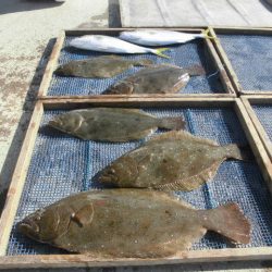 大進丸（愛知） 釣果