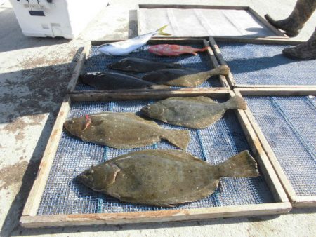 大進丸（愛知） 釣果