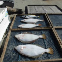 大進丸（愛知） 釣果