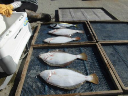 大進丸（愛知） 釣果