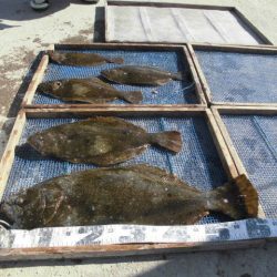 大進丸（愛知） 釣果