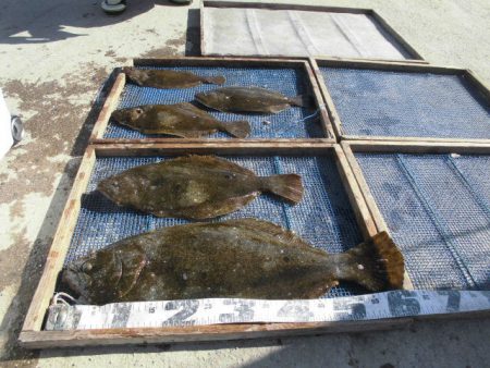 大進丸（愛知） 釣果