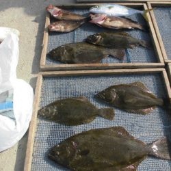 大進丸(愛知) 釣果