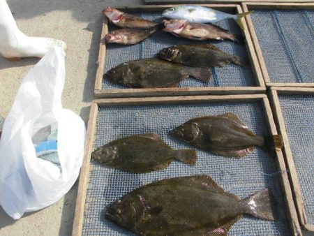 大進丸(愛知) 釣果