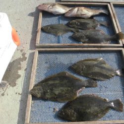 大進丸(愛知) 釣果