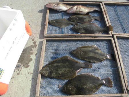 大進丸(愛知) 釣果