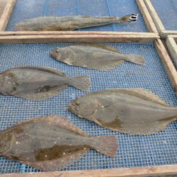 大進丸（愛知） 釣果