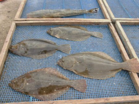 大進丸（愛知） 釣果