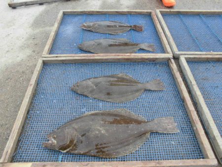 大進丸（愛知） 釣果