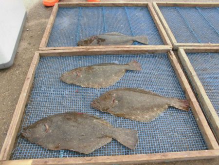 大進丸（愛知） 釣果