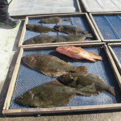 大進丸（愛知） 釣果