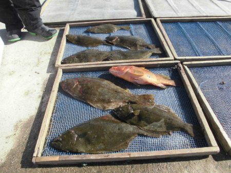 大進丸（愛知） 釣果