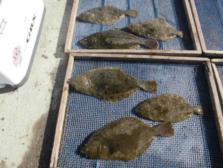 大進丸（愛知） 釣果