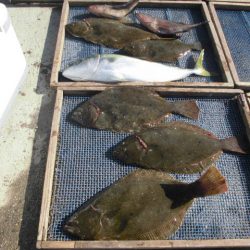 大進丸（愛知） 釣果