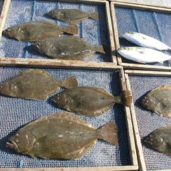 大進丸（愛知） 釣果