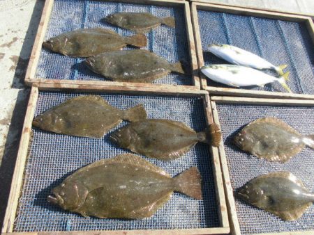 大進丸（愛知） 釣果