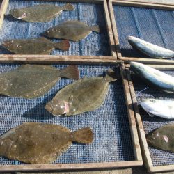 大進丸（愛知） 釣果