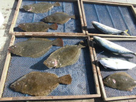 大進丸（愛知） 釣果