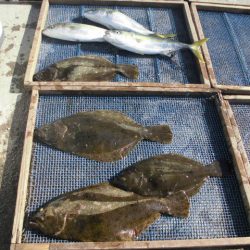 大進丸（愛知） 釣果