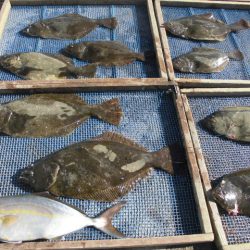 大進丸（愛知） 釣果