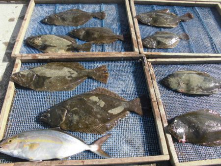 大進丸（愛知） 釣果