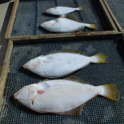 大進丸（愛知） 釣果