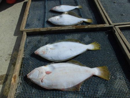 大進丸（愛知） 釣果