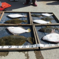 大進丸（愛知） 釣果