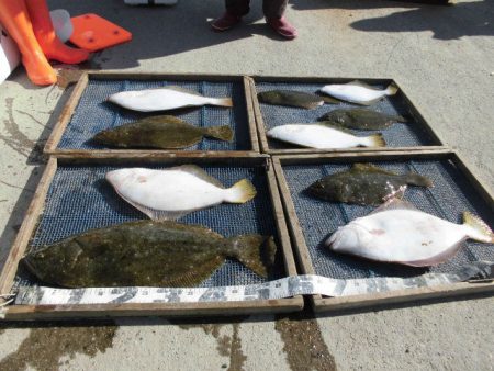 大進丸（愛知） 釣果