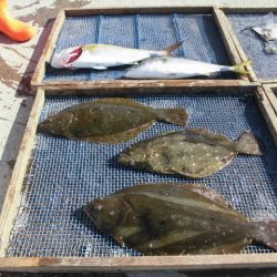 大進丸（愛知） 釣果