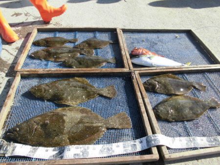 大進丸（愛知） 釣果