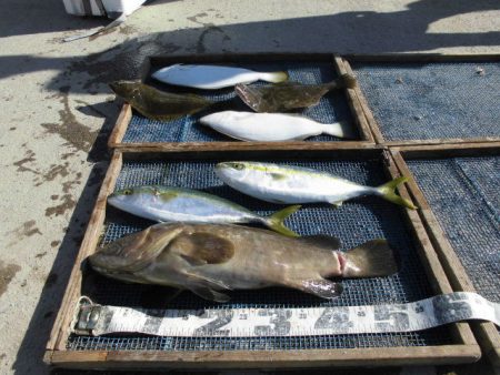 大進丸（愛知） 釣果