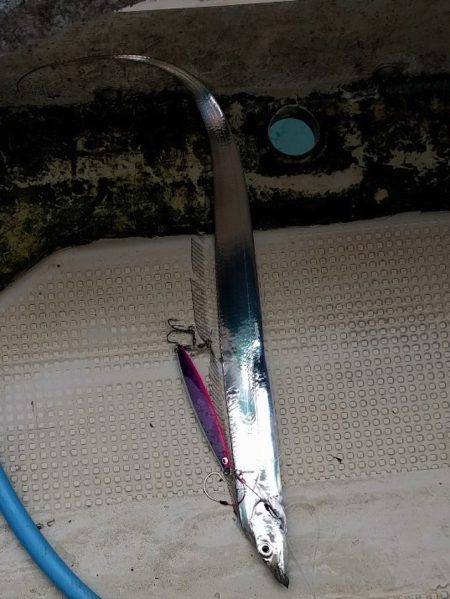 朝まづめジグにタチウオがヒット！ メガバススラッシュビート 船タチウオレポート