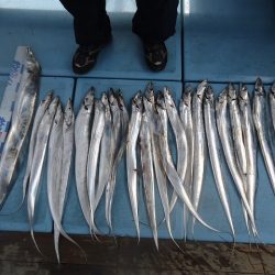 十八宝洋丸 釣果