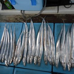 十八宝洋丸 釣果