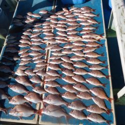 十八宝洋丸 釣果