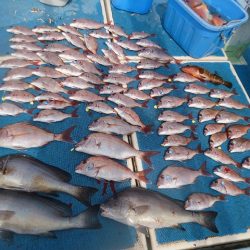 十八宝洋丸 釣果