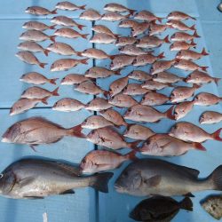 十八宝洋丸 釣果