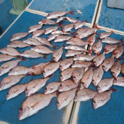 十八宝洋丸 釣果