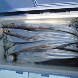 十八宝洋丸 釣果