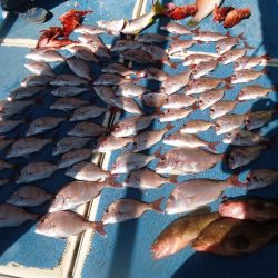 十八宝洋丸 釣果