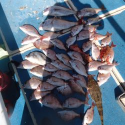 十八宝洋丸 釣果