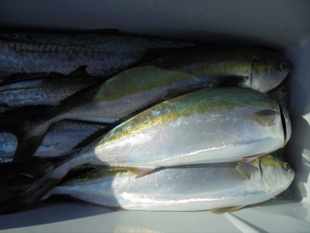 ＨＡＲＵＫＡ丸　はるかまる 釣果