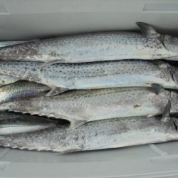 ＨＡＲＵＫＡ丸　はるかまる 釣果