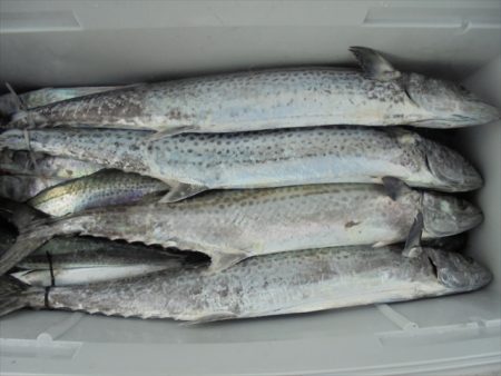 ＨＡＲＵＫＡ丸　はるかまる 釣果