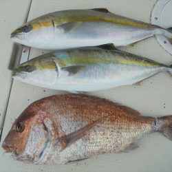 ＨＡＲＵＫＡ丸　はるかまる 釣果